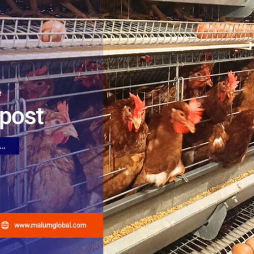 Artikel PT Malum Global Farmasindo 1