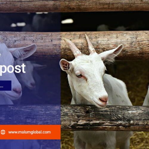 Artikel PT Malum Global Farmasindo 3